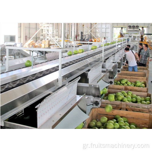 Φρούτα βιδών ταξινόμησης ντομάτας με μεταφορέα